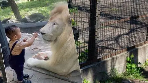 Dziecko próbowało bawić się z lwem w ZOO. Nagranie może wyglądać niepokojąco