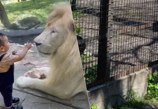 Dziecko próbowało bawić się z lwem w ZOO. Nagranie może wyglądać niepokojąco