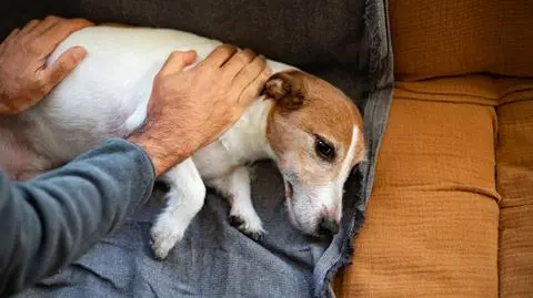 Jakie są objawy parwowirozy i jak ją leczyć?