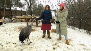 Tańczący żuraw Żurek