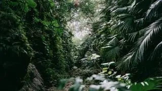 Dzieci przez 40 dni błąkały się po dżungli. Jak przetrwały? 