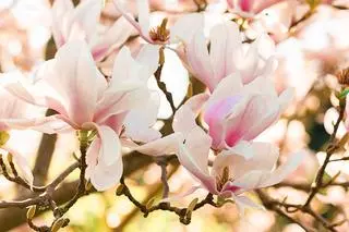 Magnolie 