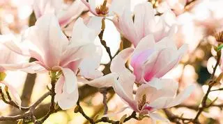Magnolie - krokodyle wśród roślin. "Mają niezmieniony wygląd od wielu lat"