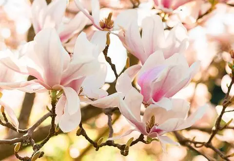 Magnolie - krokodyle wśród roślin. "Mają niezmieniony wygląd od wielu lat"