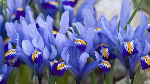 Jakie kwiaty kwitną w czerwcu?