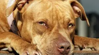 Pies pogryzł trzyletniego chłopca. "To są urazy na całe życie" 