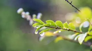 Gałązka rośliny pokryta kroplami deszczu