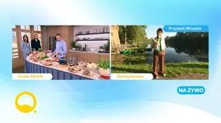 Grzybowa kuchnia Sebastiana Olmy 