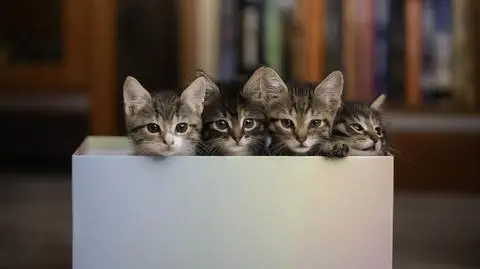 Czy sztuczna inteligencja może się opiekować kotami? "Robot miał 500 pomysłów na zabawę"