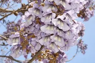 Kwitnąca paulownia tomentosa 