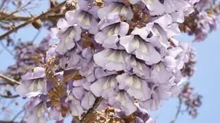 Paulownia tomentosa – uprawa i pielęgnacja