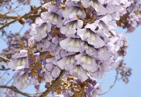 Paulownia tomentosa – uprawa i pielęgnacja