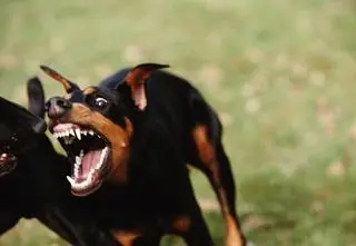 Psy zaatakowały kobietę i nastolatkę. Zwierzęta nie były szczepione 