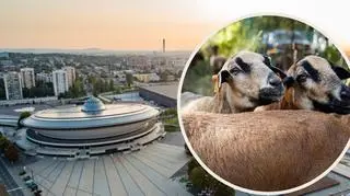 Owce dostały pracę w Katowicach. Mają atrakcyjne wynagrodzenie. "Same korzyści" 