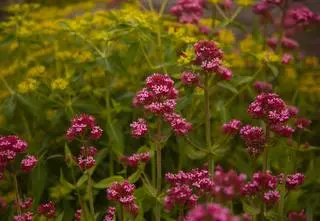 Ostrogowiec – uprawa i pielęgnacja