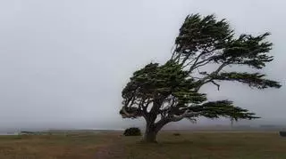 silny wiatr 