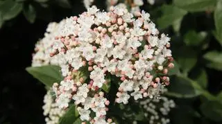 Kalina wawrzynowata – odmiany i uprawa. Jak pielęgnować Viburnum tinus?