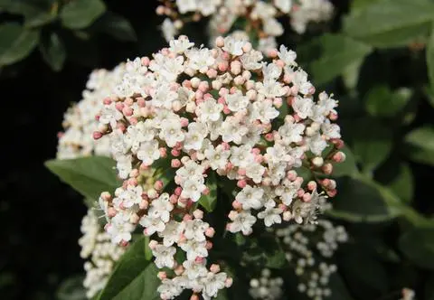 Kalina wawrzynowata – odmiany i uprawa. Jak pielęgnować Viburnum tinus?