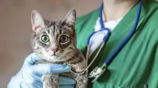 Kot ze złamaną łapką sam przyszedł do szpitala.  "Łza się kręci w oku"