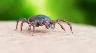 Kleszcz na skórze człowieka