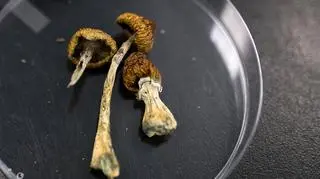 Psylocybina i MDMA zatwierdzone jako leki na zaburzenia psychiczne. "Nie są dla wszystkich"