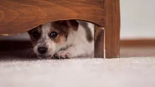 Pies pod szafką.