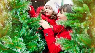 Łukasz Skop na tropie świątecznej choinki. Jak wybrać idealne drzewko?