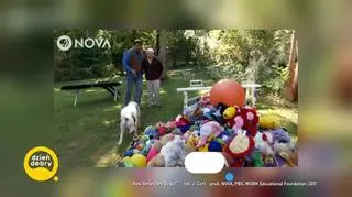 Zespół naukowy z Finlandii zbadał inteligencję tysiąca psów 