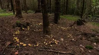 "Czarci krąg" w lesie lub parku. Co to jest? Leśnicy opublikowali intrygujące zdjęcie