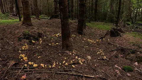 Spotkałeś w lesie lub w parku krąg z grzybów? To tak zwany czarci krąg