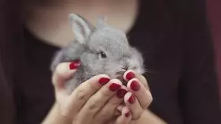 Kuweta dla królika – jaką wybrać i jakie akcesoria są przydatne?