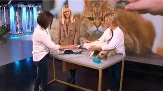 Jak czesać kota? Ekspertka Beata Szutko-Goworek radzi, z jakich szczotek korzystać