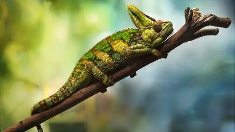 Kameleon