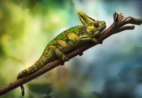 Kameleon jemeński – jak o niego dbać? Jakie terrarium wybrać?