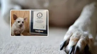 Najstarszy pies na świecie. Właścicielka uratowała mu życie. Nie uwierzysz, ile ma lat