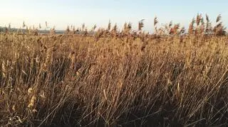 Skalbmierz – miejsce warte zobaczenia. Atrakcje i zabytki