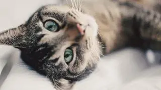 Wirus ptasiej grypy atakuje koty. Główny Inspektorat Weterynaryjny: "16 potwierdzonych ognisk"