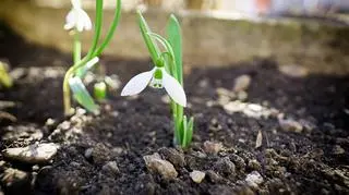 Prognoza pogody na 16 dni. Czy astronomiczna wiosna przyniesie ocieplenie?