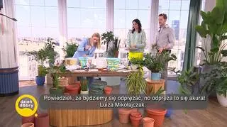 Drugie życie doniczki (napisy)