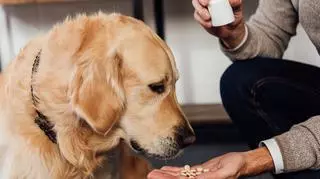 Pies pochylający się nad dłonią pełną tabletek. Odrobaczanie psa. Zwierzęta domowe.