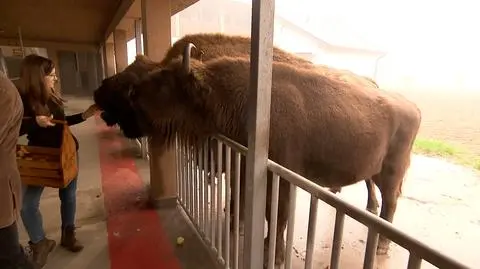 Polskie żubry postrzelone?