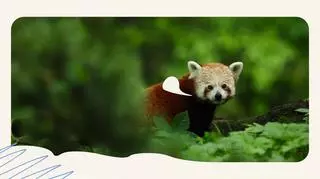 Panda Czerwona 