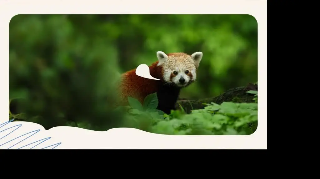 smart_panda_czerwona