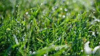 Pogoda na niedzielę, 14 kwietnia. Gdzie spadnie deszcz, a gdzie będzie burza?