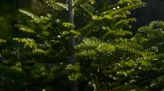 Świerk wężowy – jak dbać o fantazyjne drzewo?