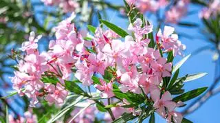 Oleander w ogrodzie – jak go uprawiać i pielęgnować?