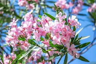 Oleander 