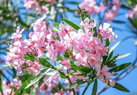 Oleander w ogrodzie – jak go uprawiać i pielęgnować?
