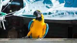 Papuga uprzykrza życie mieszkańców polskiego miasta. "Chciała wtargnąć nam do auta"