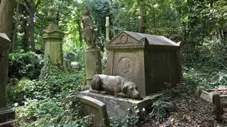 Psi cmentarz